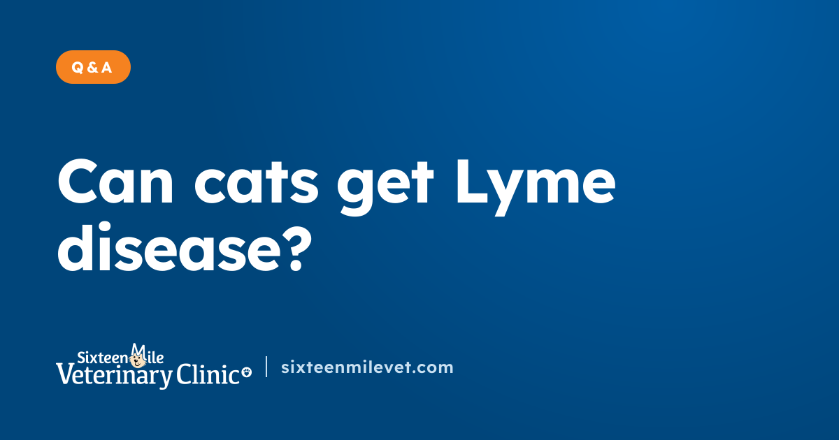 Can cats get Lyme disease? | Answering your questions | Sixteen Mile ...