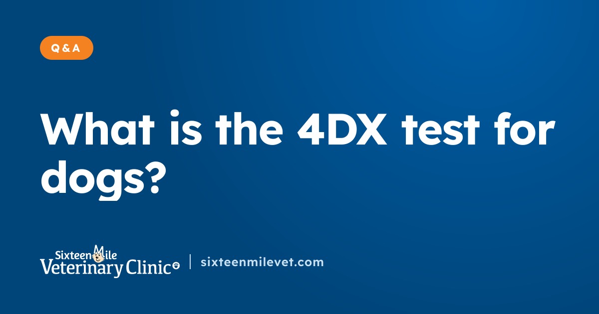 4DX SNAP test explained for dog owners | Answering your questions ...