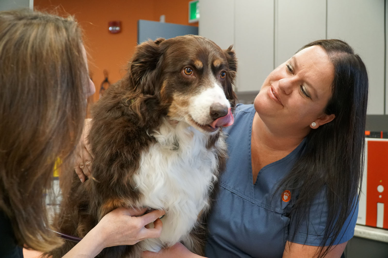 Janice and Jackie looking at a brown dog